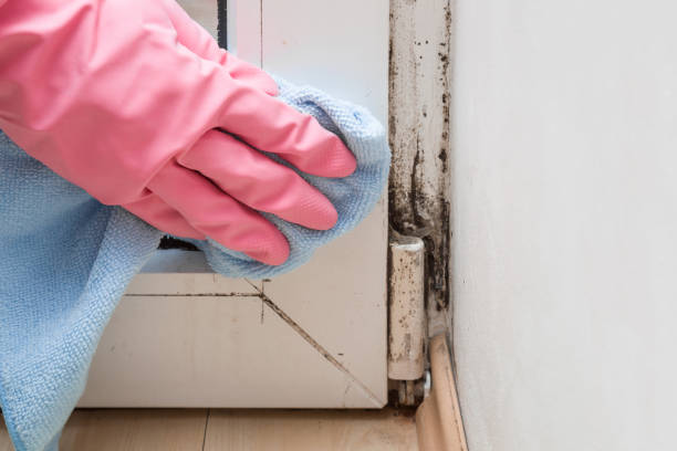 Best Basement Mold Removal  in Eddington, PA